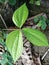 Dioscorea hispida leaves, commonly called as theÂ Indian three-leaved yam